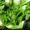 lettuce-littlegem