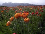 Ranunculus flowers in the field at High Ground Organics