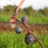 Blueberries closeup 020511