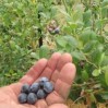 blueberries in hand cropped