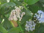 ceanothus flowering in hedgerow