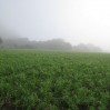 field on a gray day