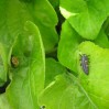 ladybug larva on leaf with ladybug pupa on left