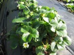 strawberry plants