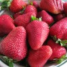 Strawberries in Bowl