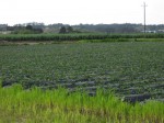 Strawberry Field