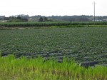 Strawberry Field