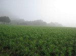 Misty cover crop at Lewis Rd.