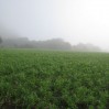 Misty cover crop at Lewis Rd.