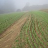 Terrace at Lewis Rd with new cover crop