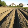 Strawberry rows at Redman farmland