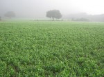 Mist over the cover crop at Lewis Rd.