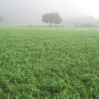 Mist over the cover crop at Lewis Rd.