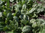 spinach growing in the field