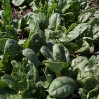 spinach growing in the field