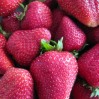 strawberry closeup