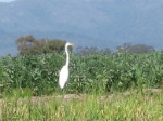 Egret in the Field