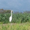 Egret in the Field