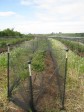 blueberry netting