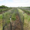 blueberry netting