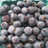 High Ground blueberries