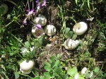 duck nest in blueberry patch