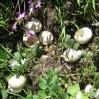 duck nest in blueberry patch