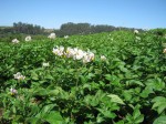 potato field