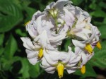 potato flowers