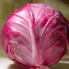 Cabbage-Red