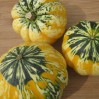 Carnival Squash