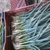 Scallions2