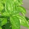 basil