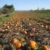 field pumpkins 2010