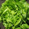 greenoaklettuce