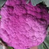 purplecauliflower