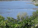 White Pelicans in Slough