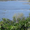 White Pelicans in Slough