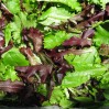 Lettuce-saladmix