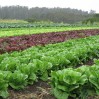 Lettuce Rows