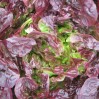 lettuce-redleaf