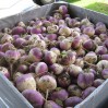 Purple Top Turnips