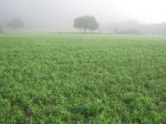 Cover Crop