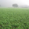 Cover Crop