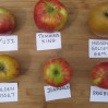 apple varieties