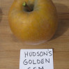 apples-Hudsons Golden Gem