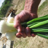 cipollini onions