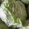 savoy cabbage