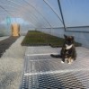 new greenhouse with cat