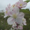 apple blossom 1